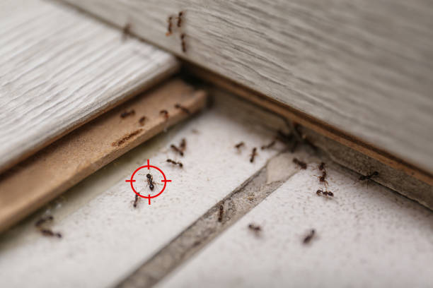 Best Wasp Removal Services  in Yale, MI
