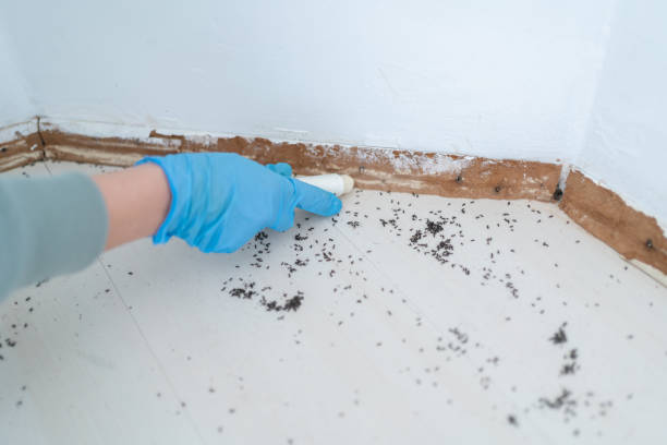 Best Termite Control Services  in Yale, MI